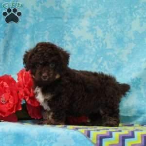 Squirrel, Toy Poodle Puppy